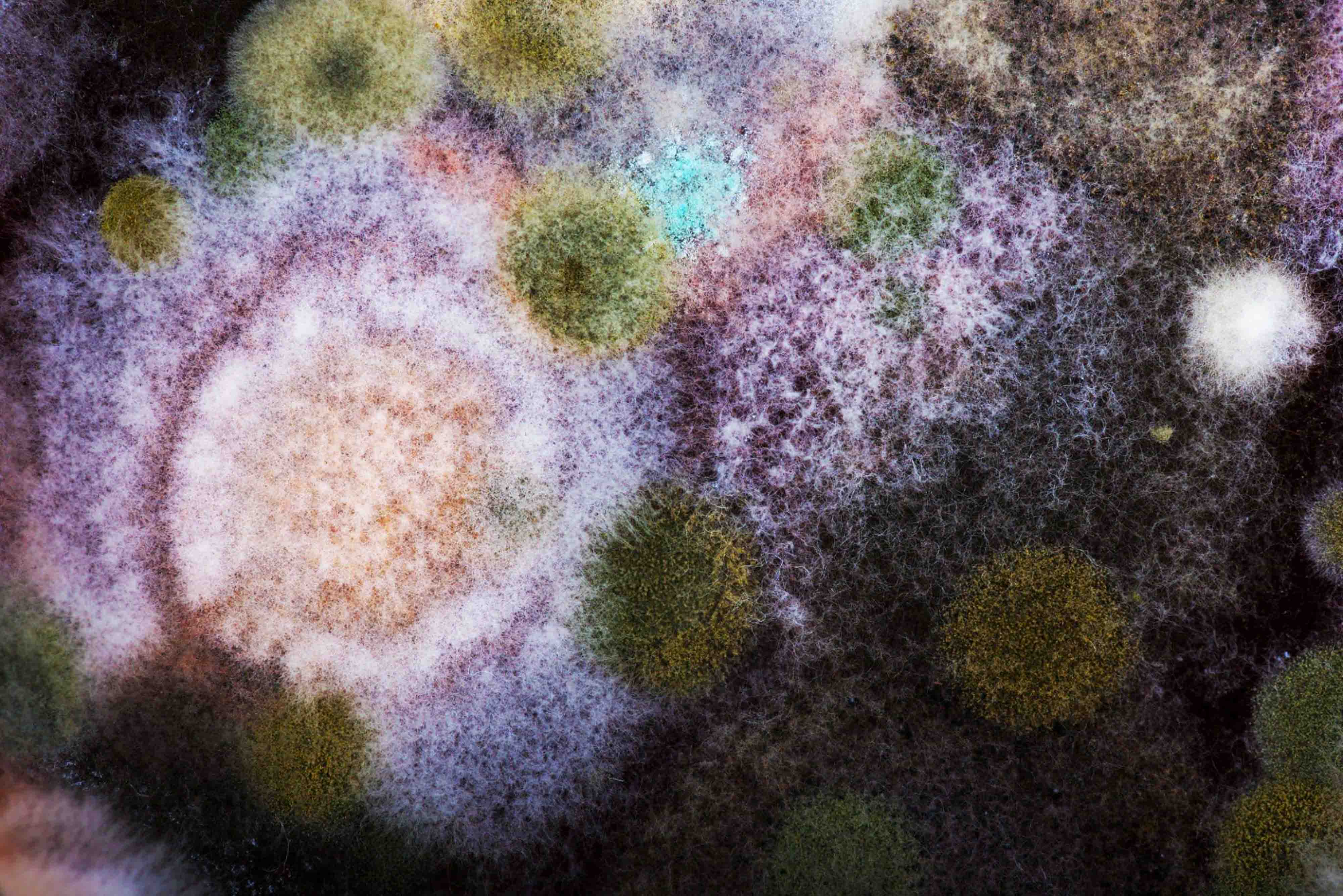 fontos a bőr mikrobiom